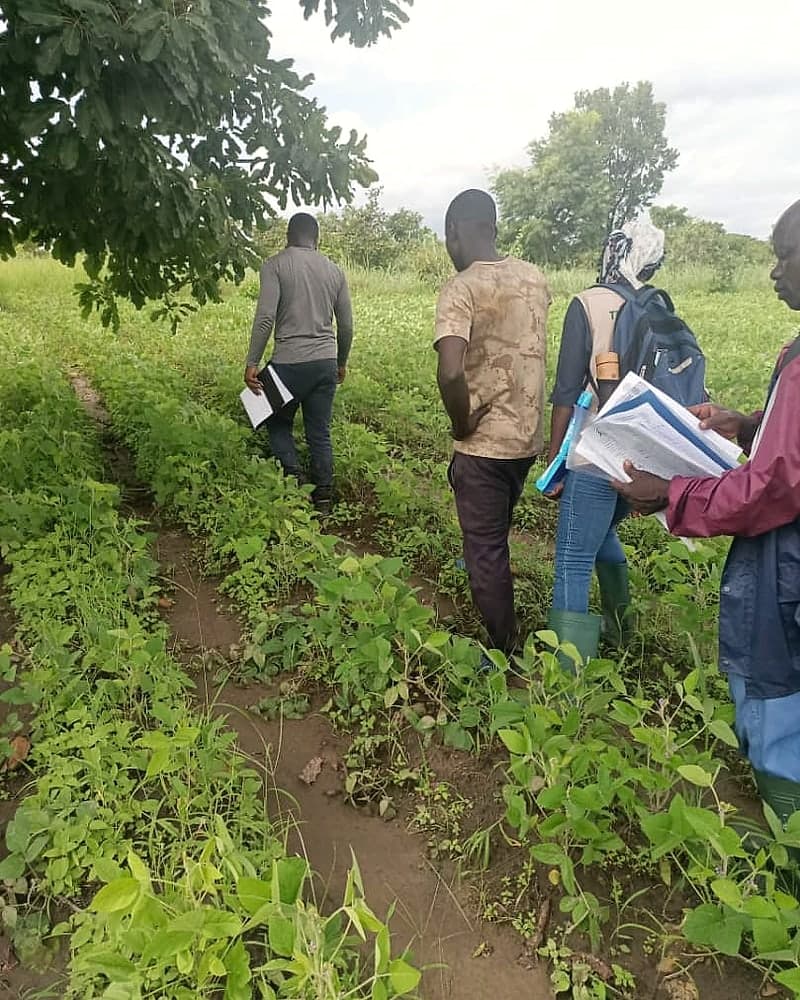 Field visit walking soybean rows with growers