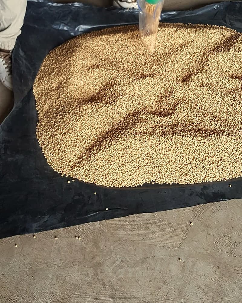 Drawing a sample from a soybean lot