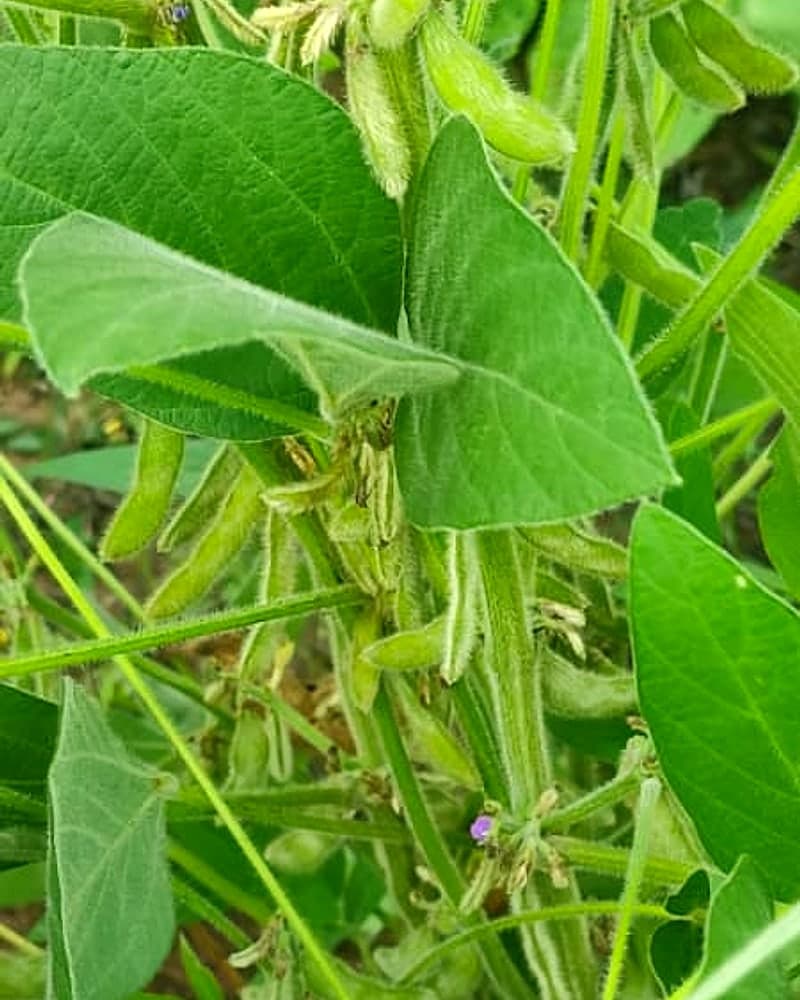 Soybean pods developing on the plant