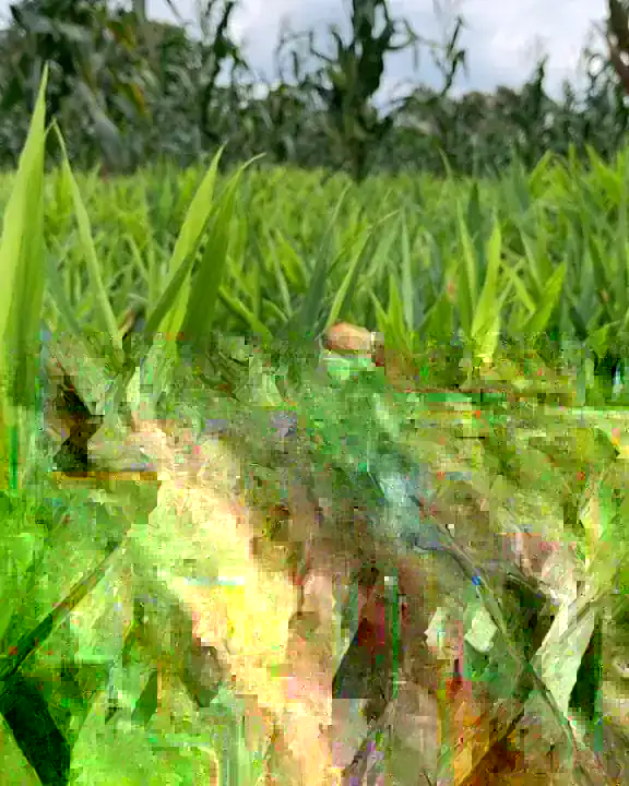 Ginger rhizome freshly lifted from a ginger field