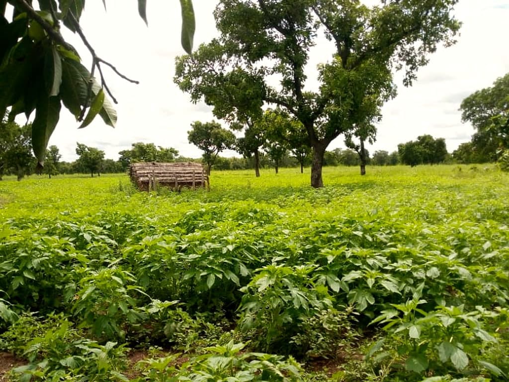 Farmland with crops and trees in West Africa