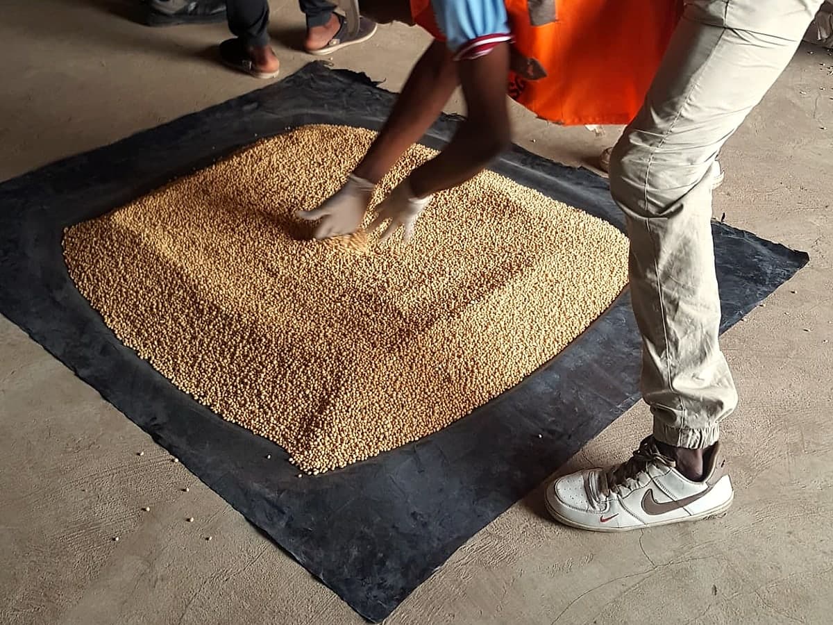 Soybeans spread on a sampling sheet during quality checks