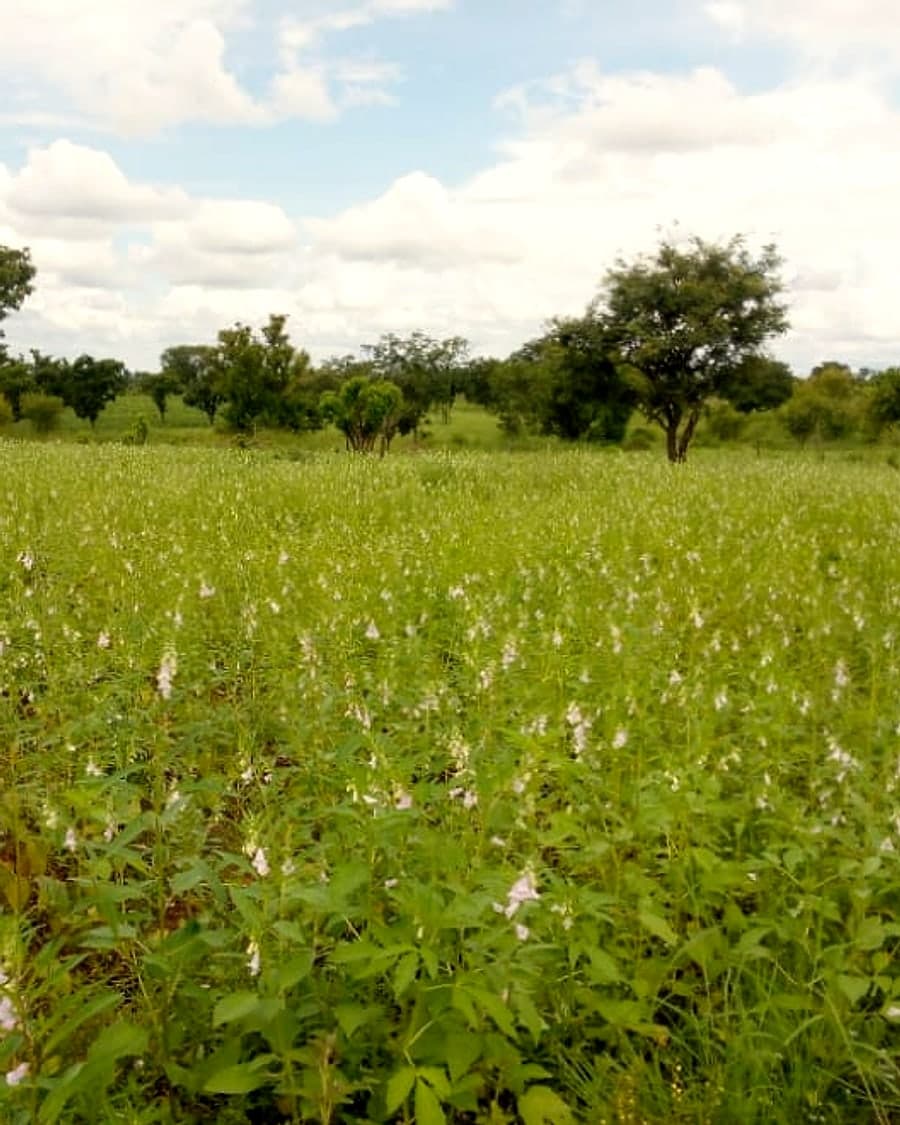 Flowering sesame crop in a West African field