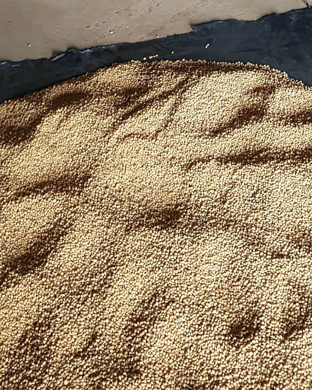 Close view of soybeans spread out for sampling